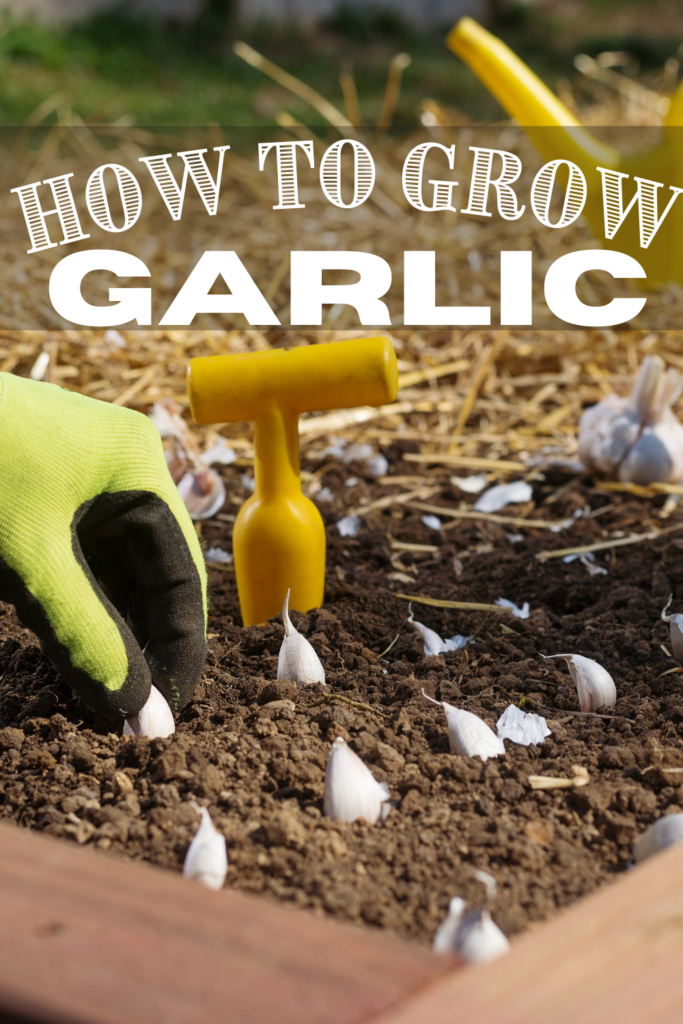 planting garlic and text that says how to grow garlic