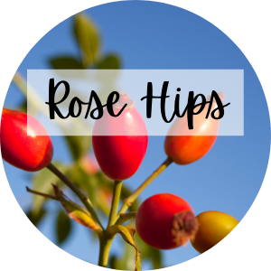 medicinal rose hips