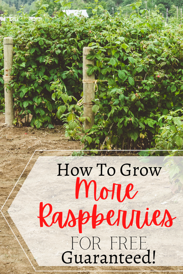 raspberry vines on trellis and text