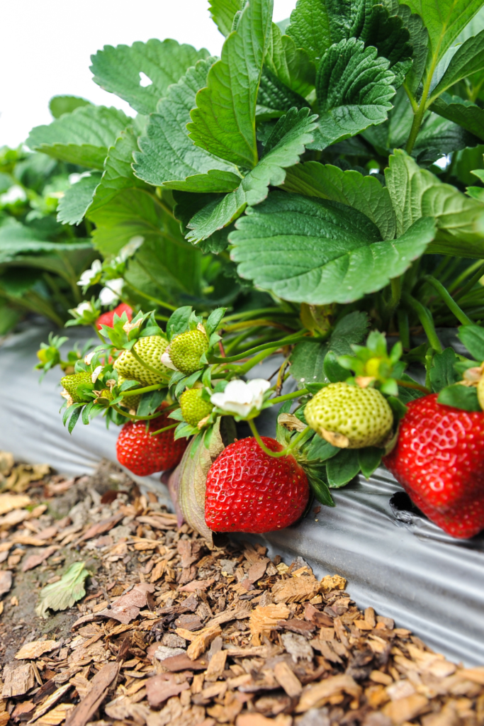 strawberry season in garden