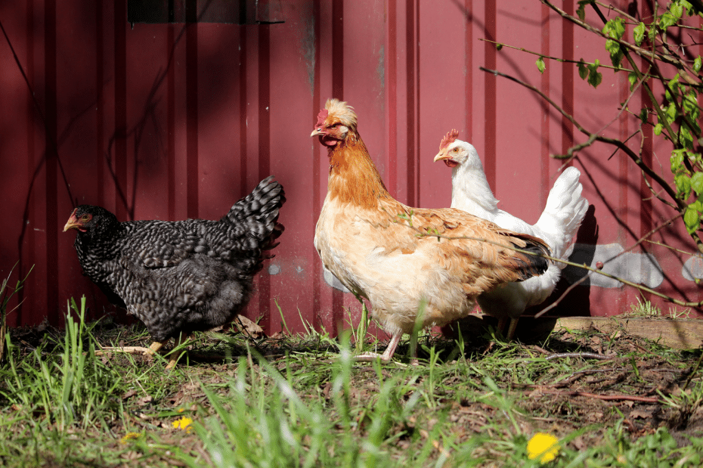 chickens in yard