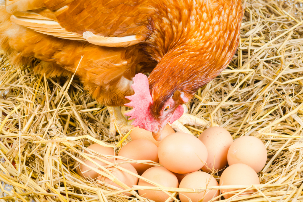 chicken in nesting box with eggs