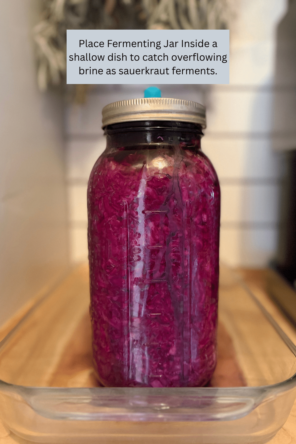 large jar of red sauerkraut fermenting inside a shallow glass baking dish with red brine juices on the bottom of it