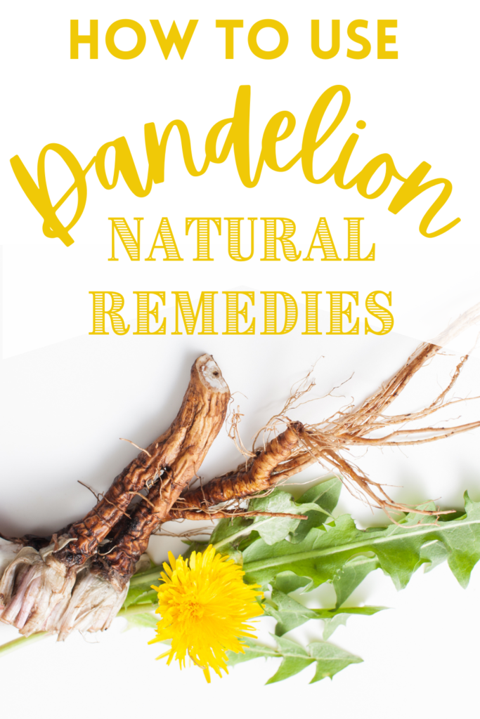 dandelion roots, stems, blossom and text how to use them