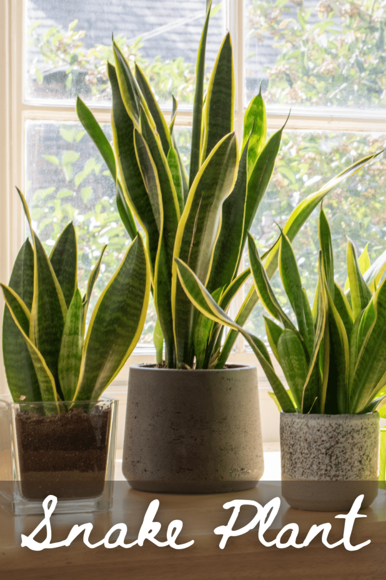 25 Indoor Hanging Plants That Don't Need Sunlight, Easy Care
