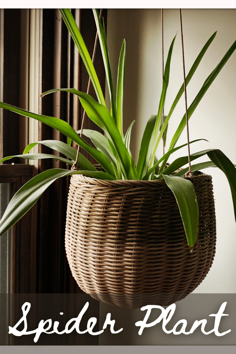 25 Indoor Hanging Plants That Don't Need Sunlight, Easy Care