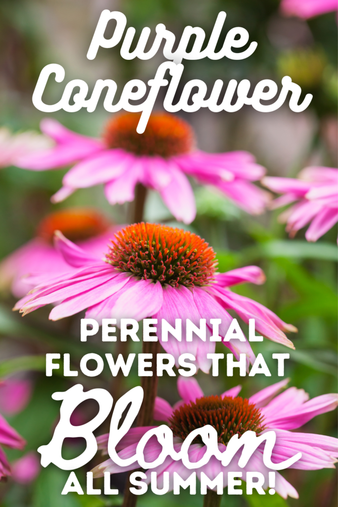 Purple Coneflowers with text