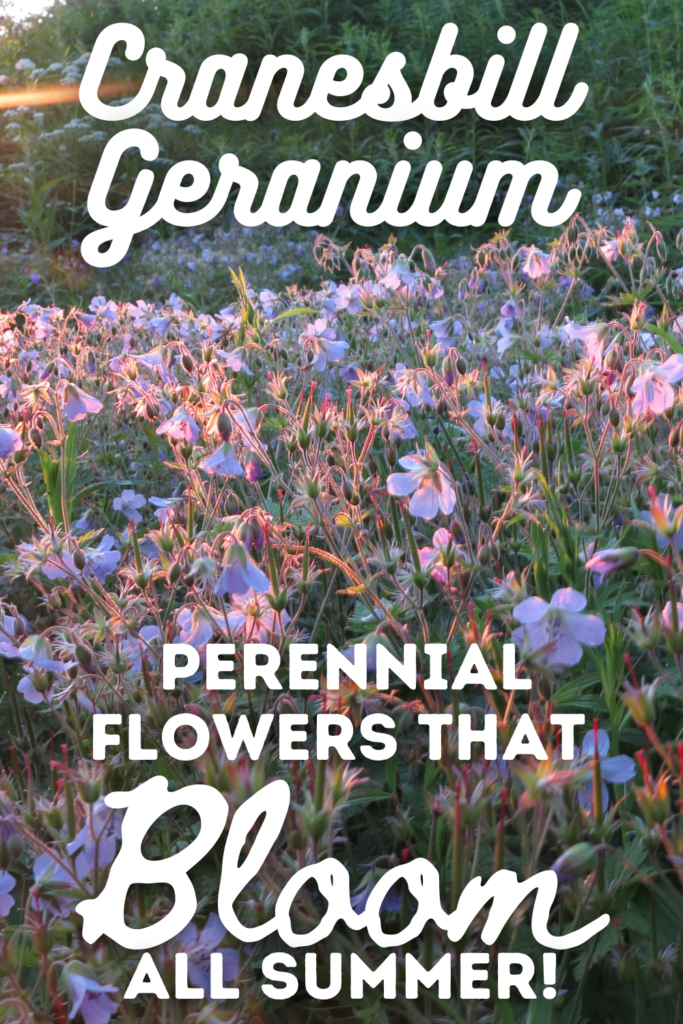 Cranesbill Geranium flowers and text