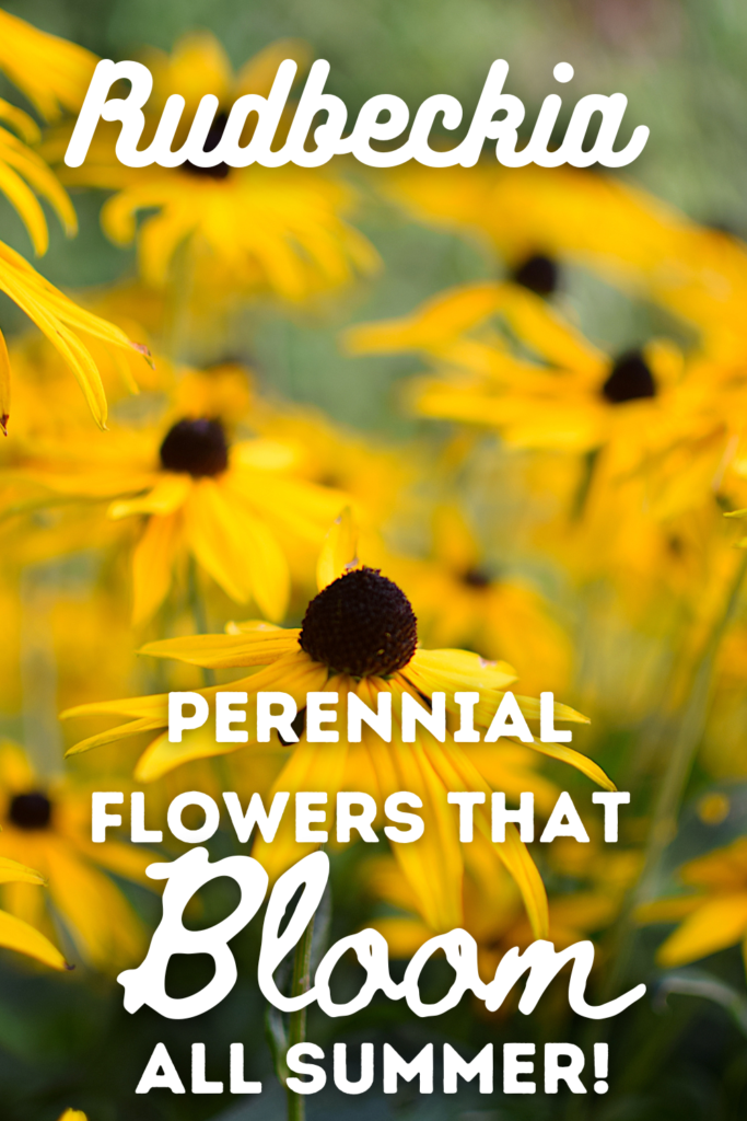 Rudbeckia  flowers with text