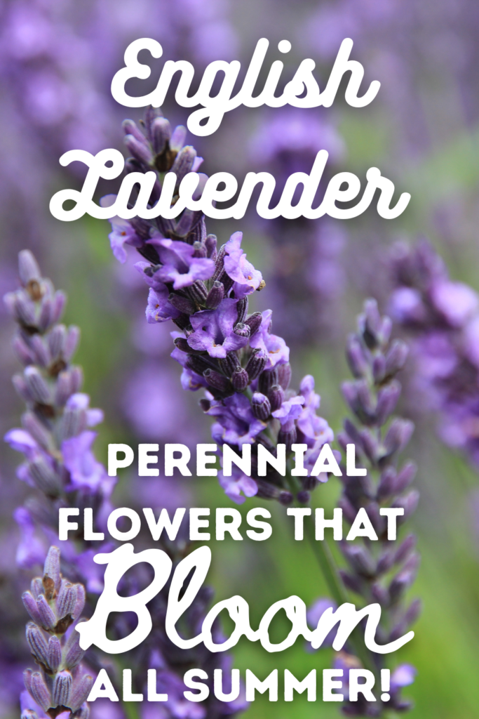 english lavender flowers with text