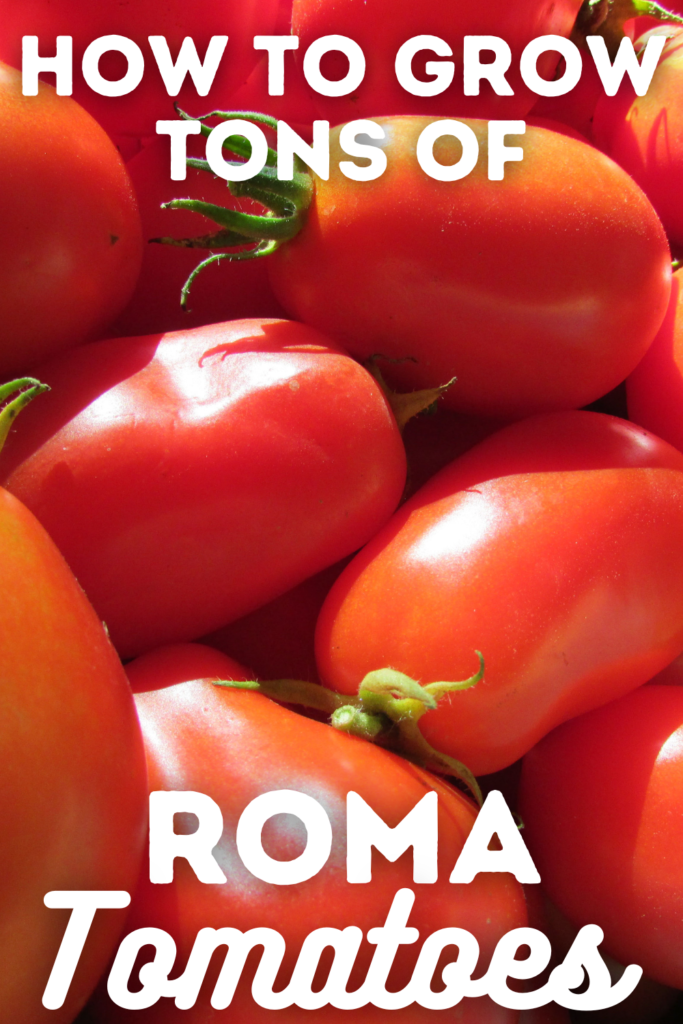 roma tomatoes with text
