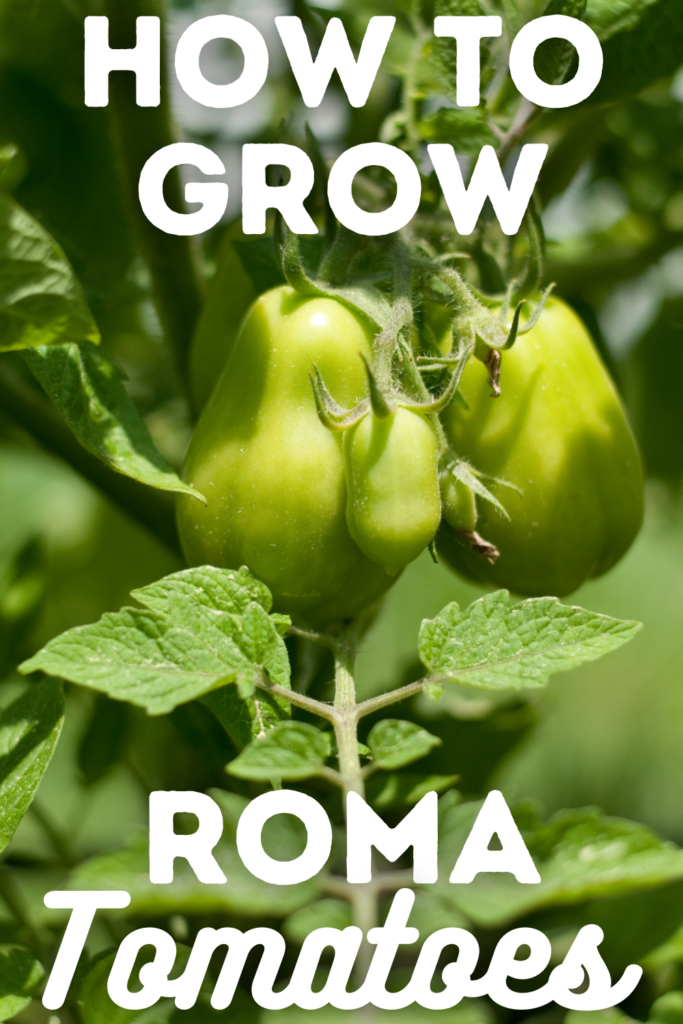 roma tomato plants and text
