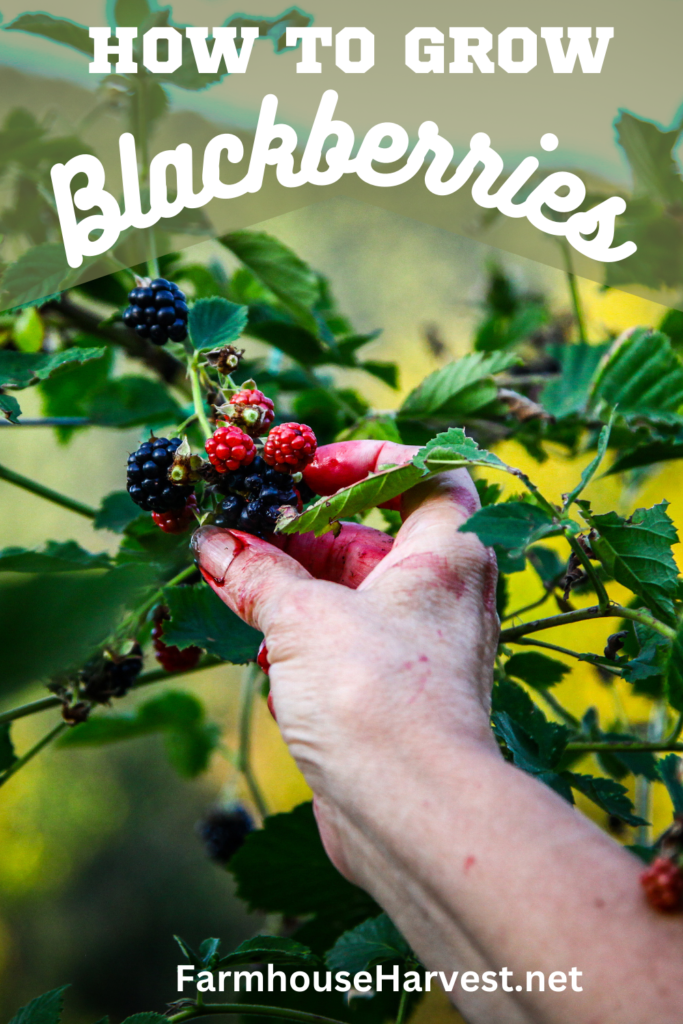 picing blackberries with text