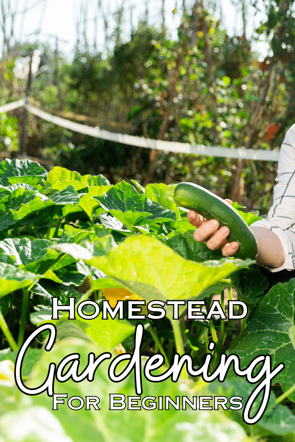 Homestead Gardening for Beginners - How to Garden