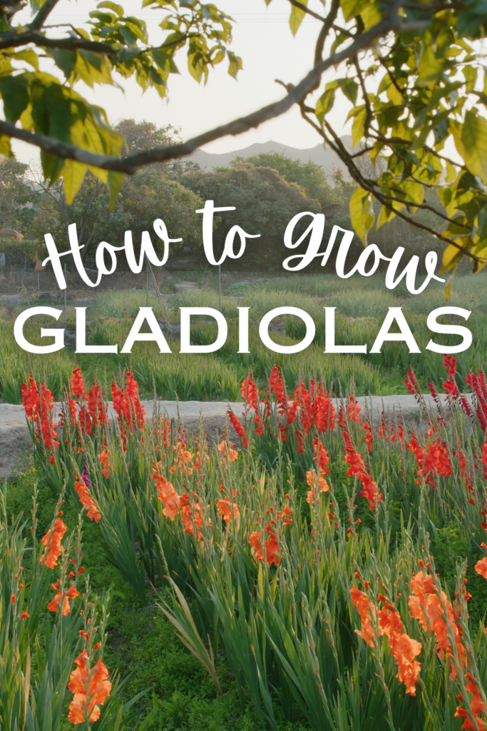 gladiolas garden