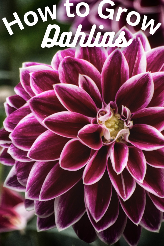Purple Growing Dahlia with text