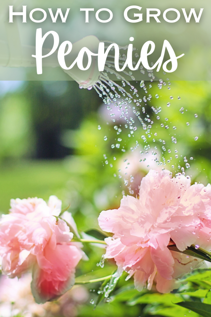 text how to Grow Peonies with watering pink peonies 