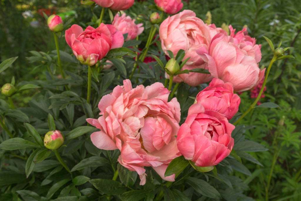 Pink Peonies Growing on Bush