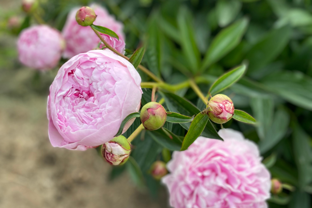 Grow Peonies - Pink Peony Flowers on Bush