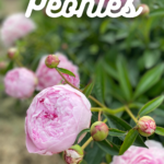 pink peonies with text