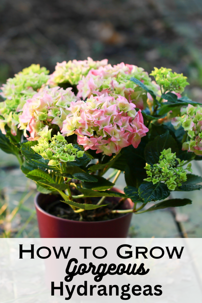 grow hydrangeas in pot with text saying how to grow hydrangeas