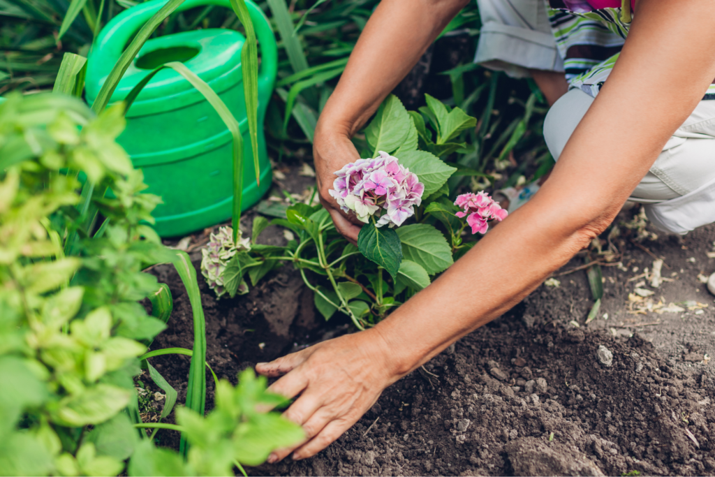 planting hydrangeas