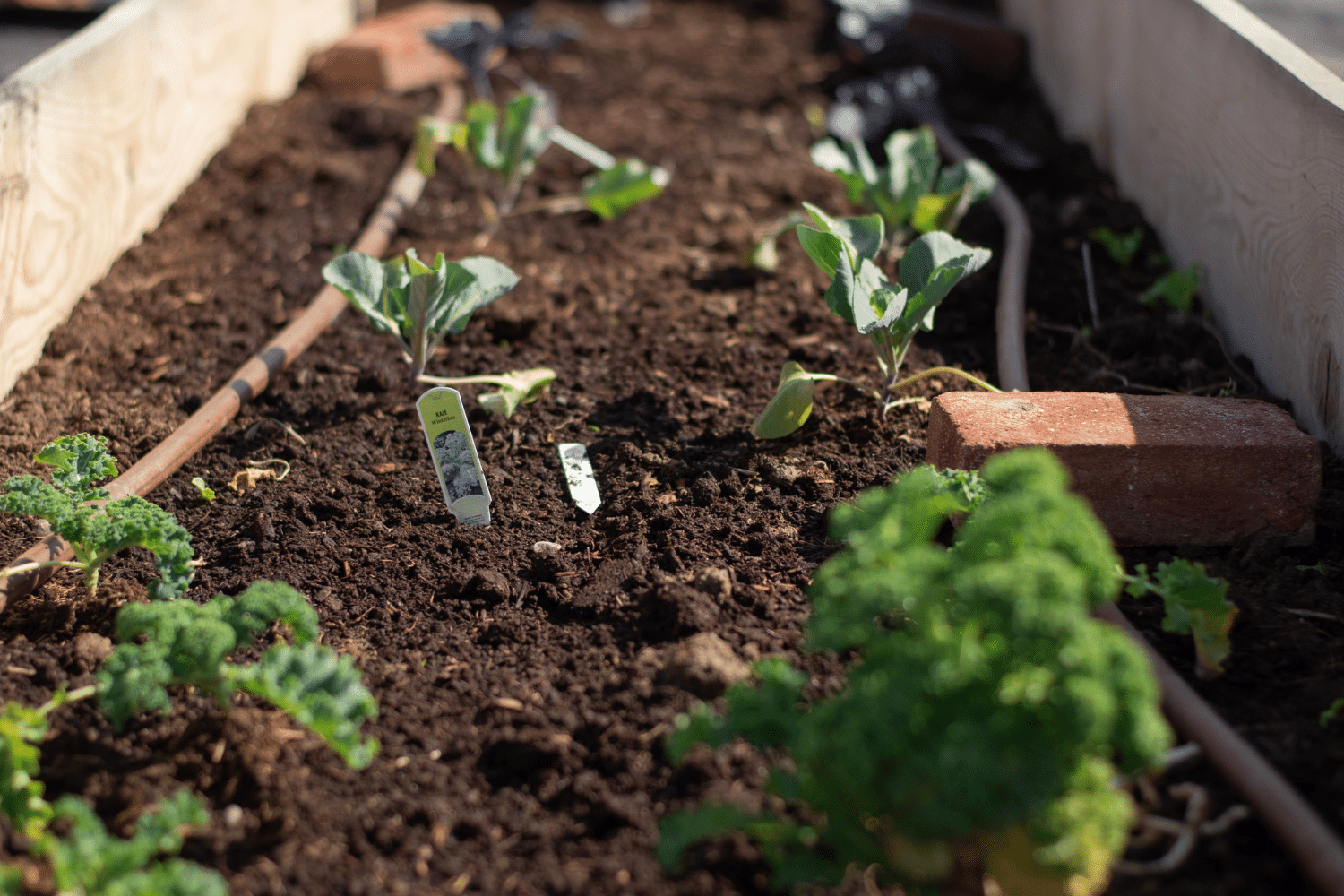 cabbage growing in a garden bed