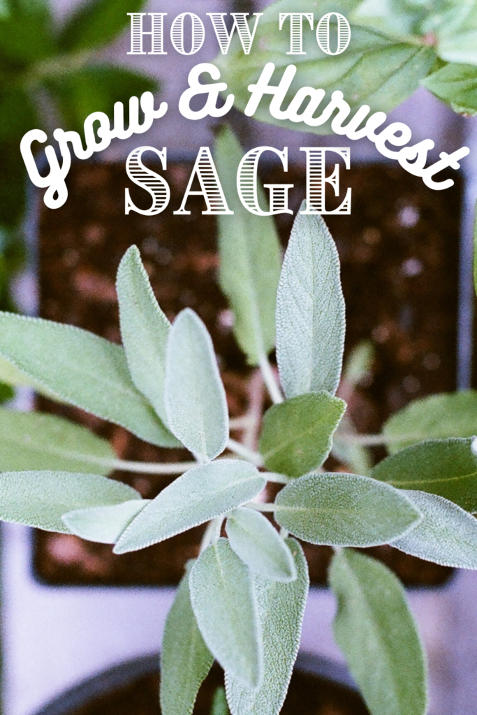 baby sage plant in plastic container with text that says how to grow sage