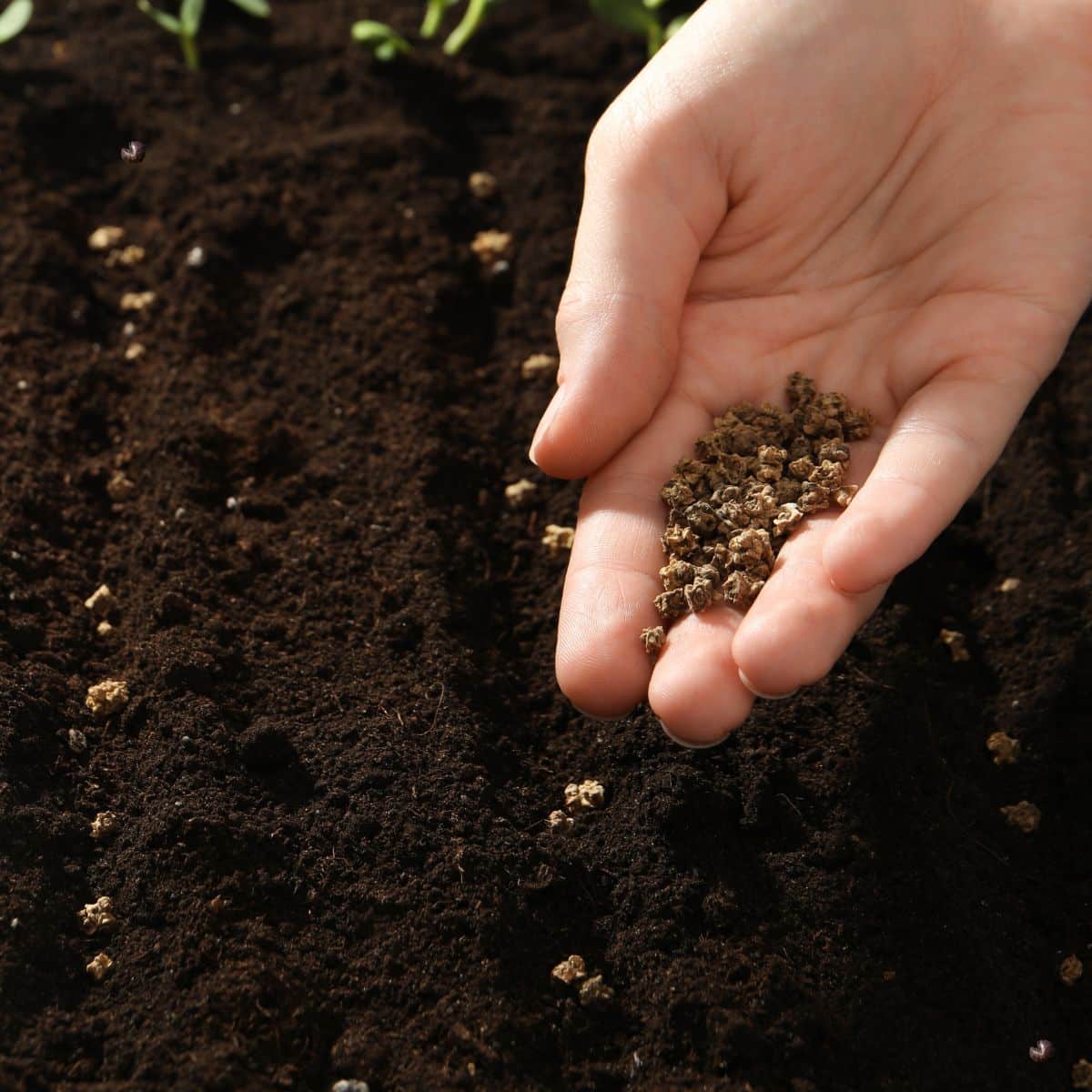 planting beet seeds