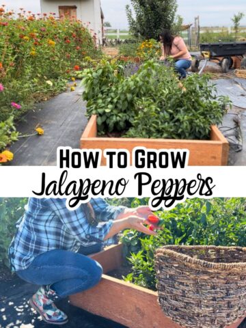 growing jalapeno peppers next to zinnias and lavender for pollination. Picking jalapeno peppers. With text