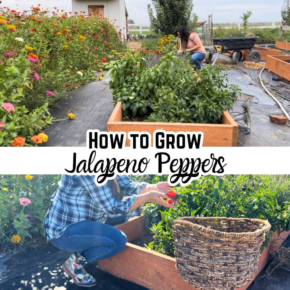 growing jalapeno peppers next to zinnias and lavender for pollination. Picking jalapeno peppers. With text