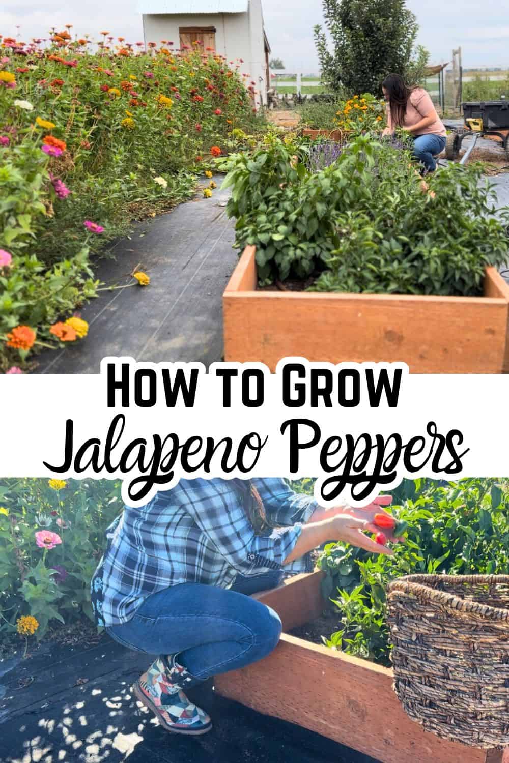 growing jalapeno peppers in garden. text and picking jalapeno peppers in garden