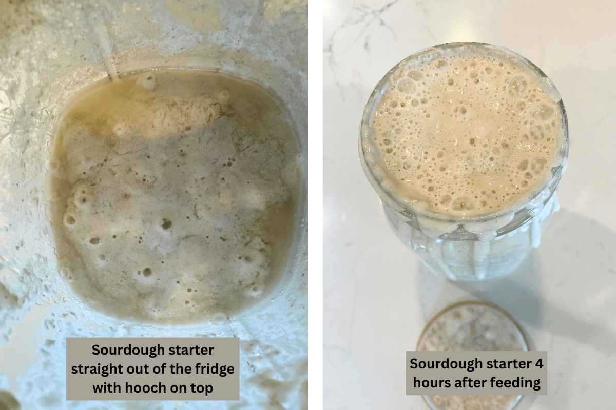 Sourdough starter straight out of the fridge with hooch on top and fed sourdough starter with text