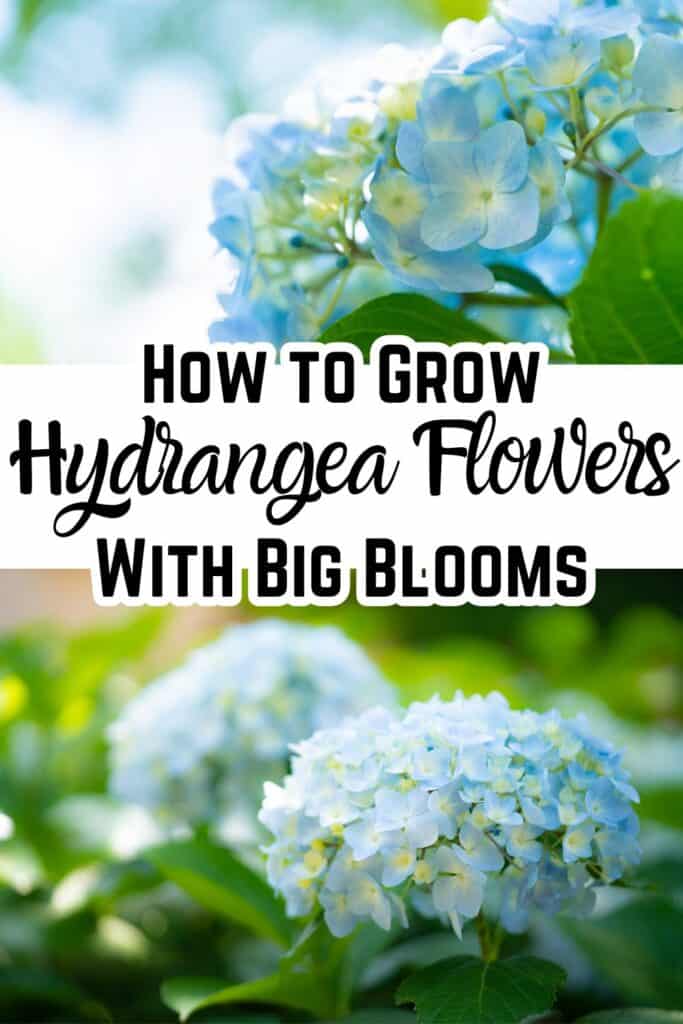 How to Grow Hydrangeas & Plant Care