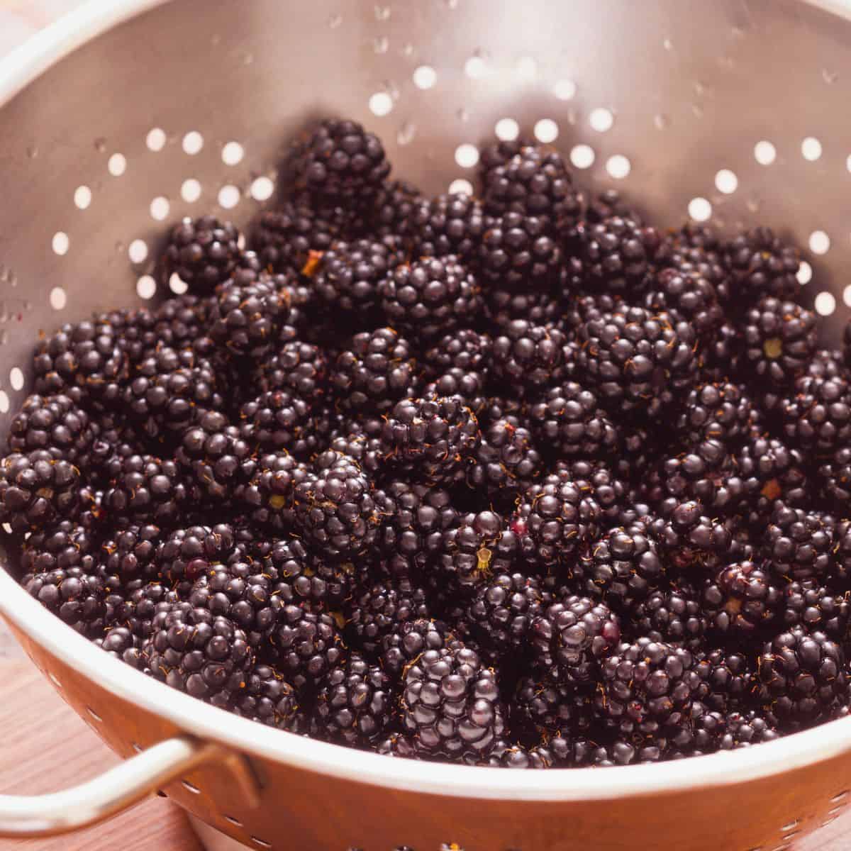 blackberries after being rinsed