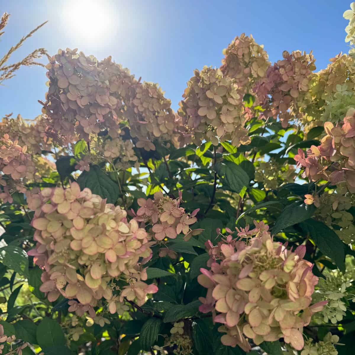 firelight hydrangeas in the morning sun