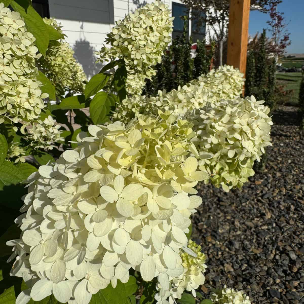 hydrangeas growing on the east side of my house for afternoon shade