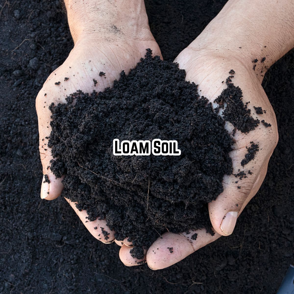 loam soil, the best soil to grow hydrangeas in, in hands with text