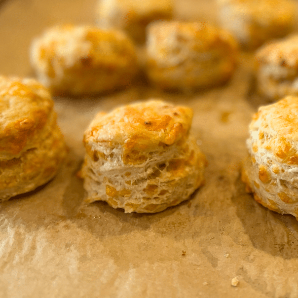 sourdough cheddar biscuits just out of the oven