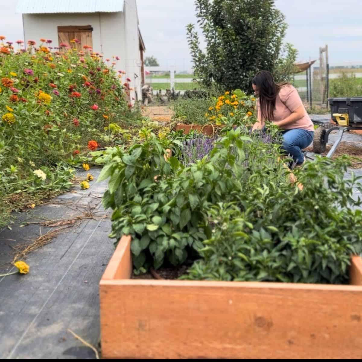 jalapenos planted by zinnias and lavender for better pollination