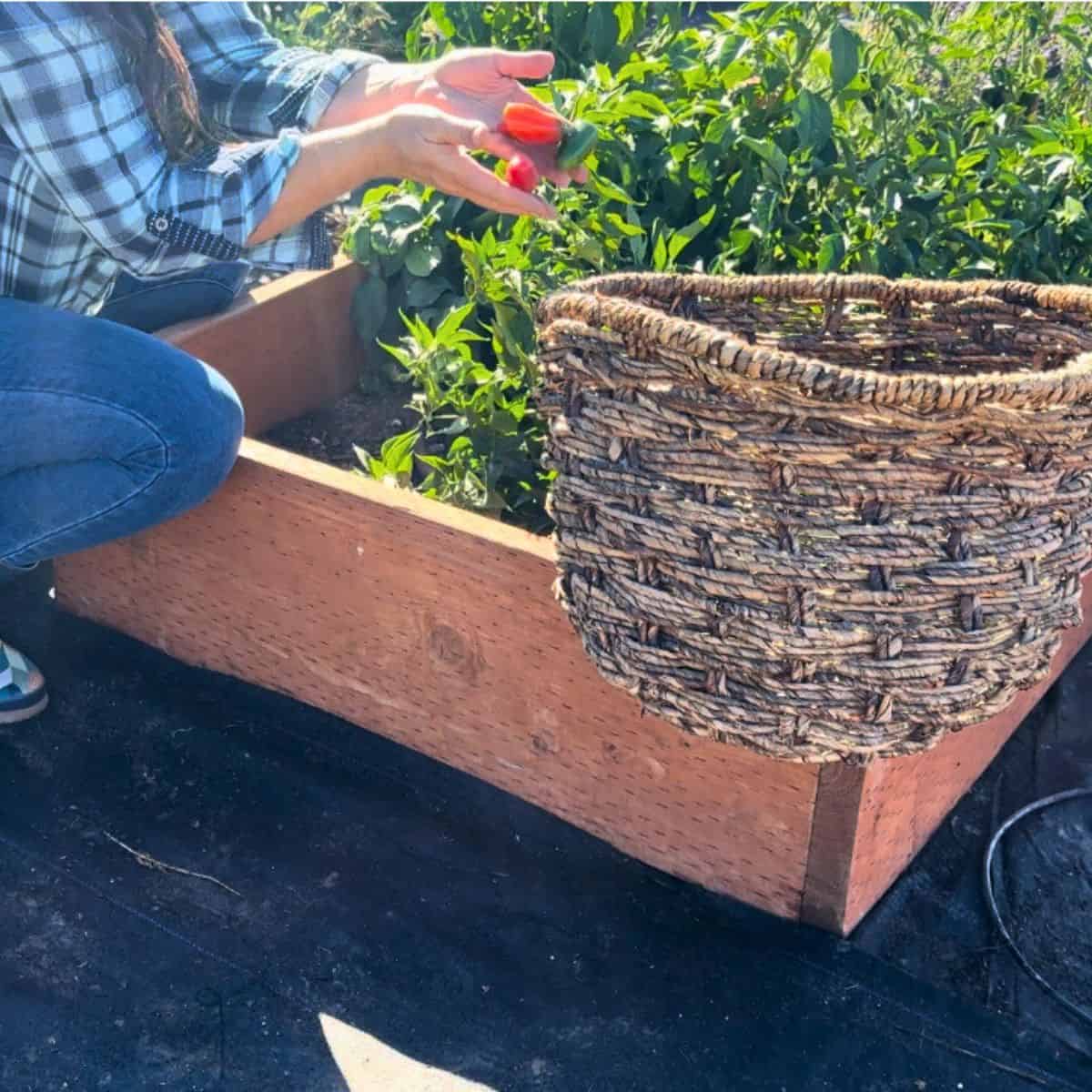 picking jalapenos