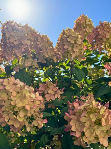 hydrangeas in the sun