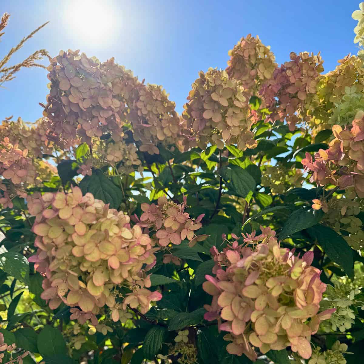 hydrangeas in the sun