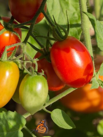 roma tomato plant growing