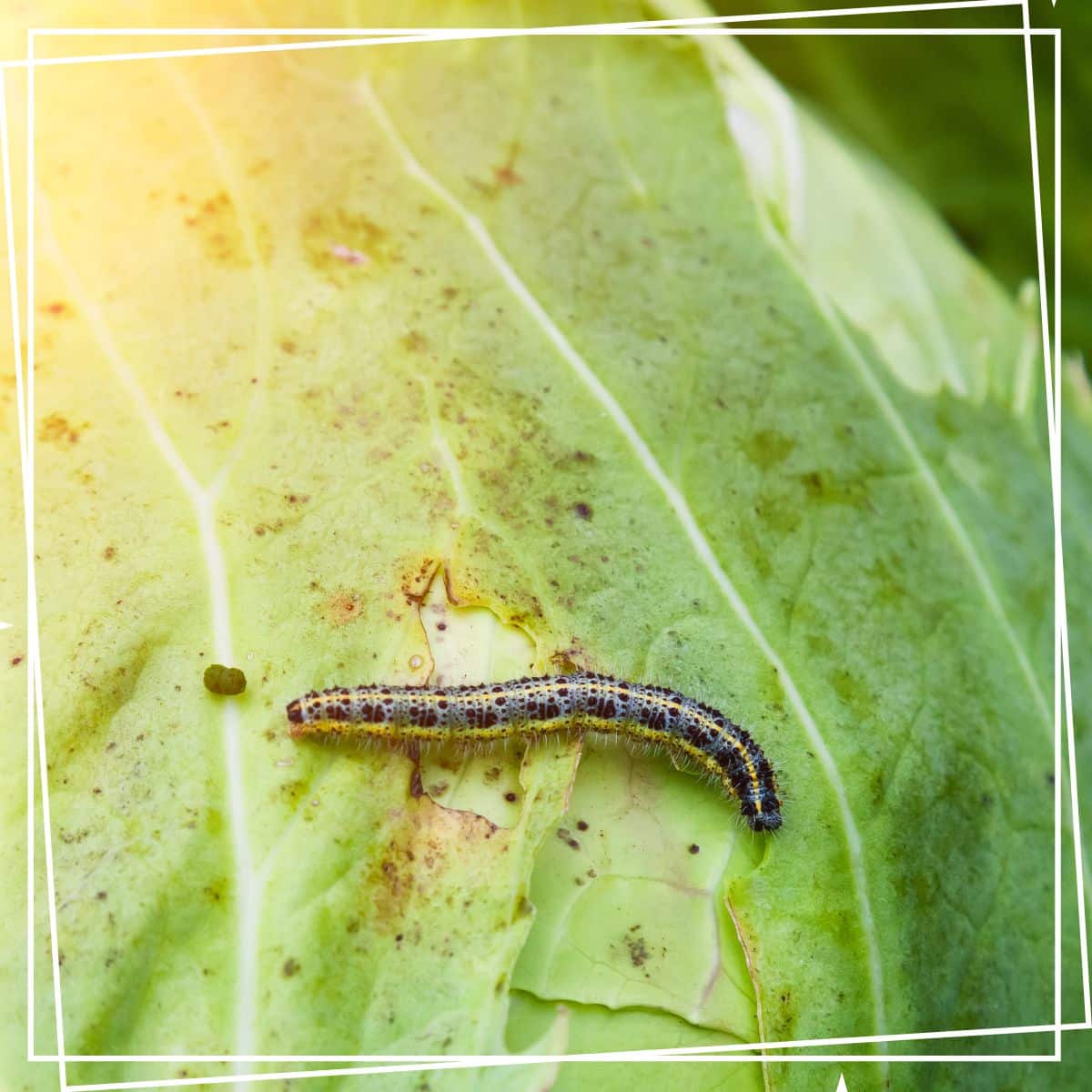 cabbage worm