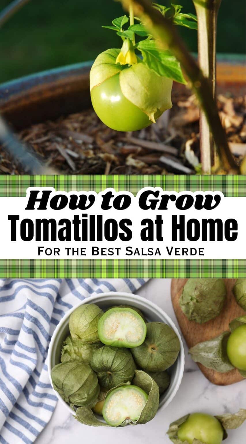 Grow Tomatillos Easy Tips For Home Gardeners grow-tomatillos-easy-tips-for-home-gardeners