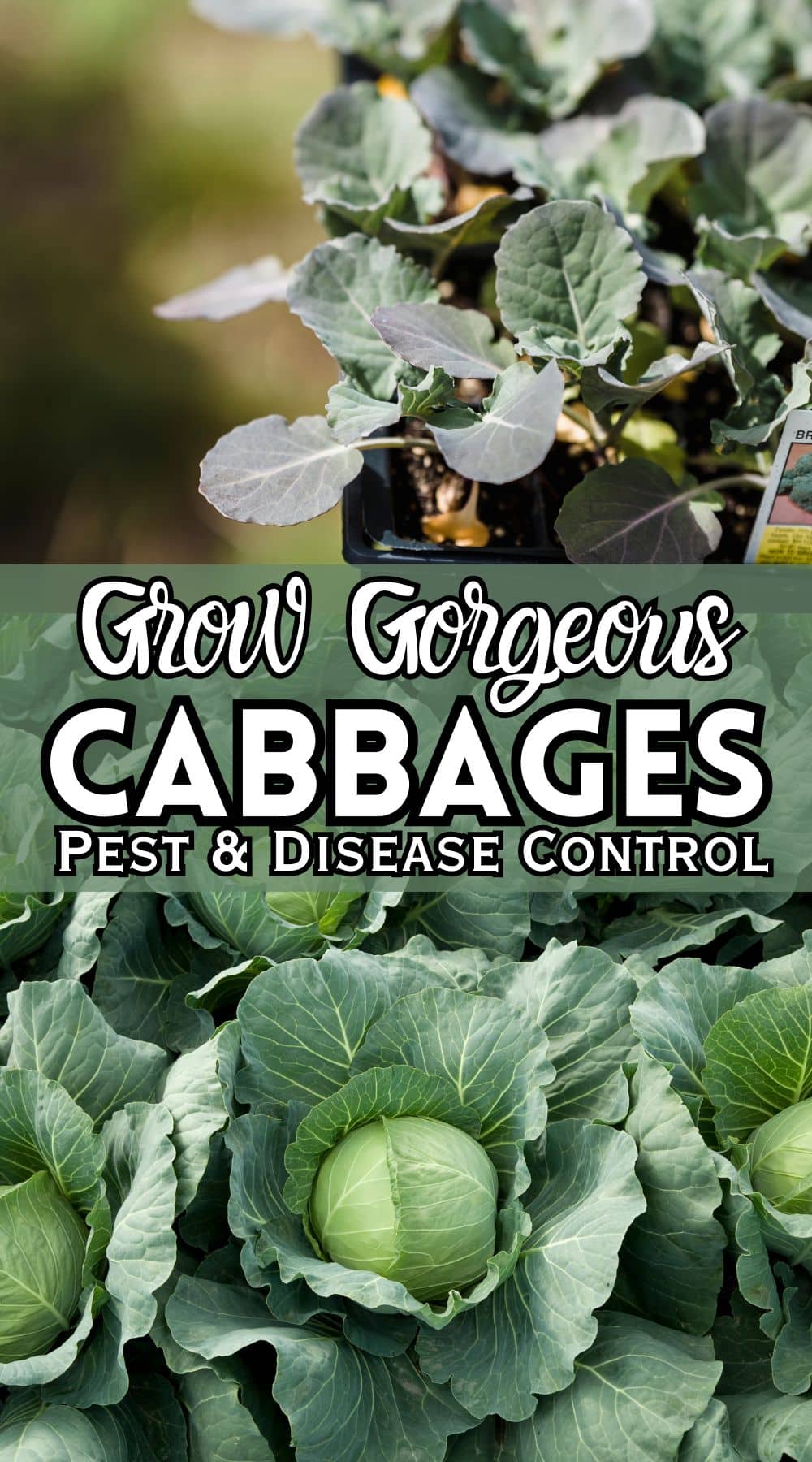 cabbage seedlings or starts in basket, and full grown cabbage plants with text