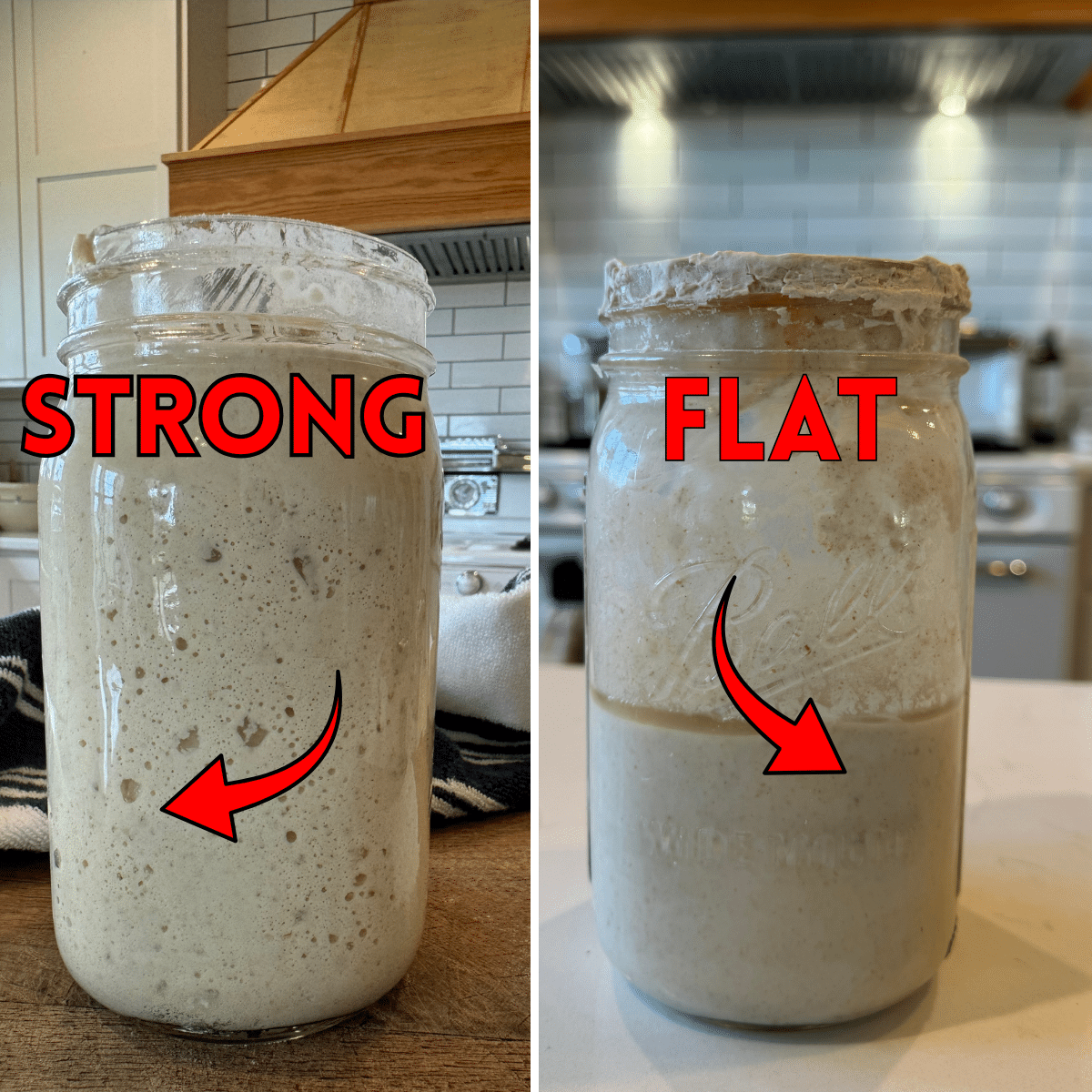 1 flat sourdough starter jar and one strong sourdough starter jar all puffed up with bubbles. with text
