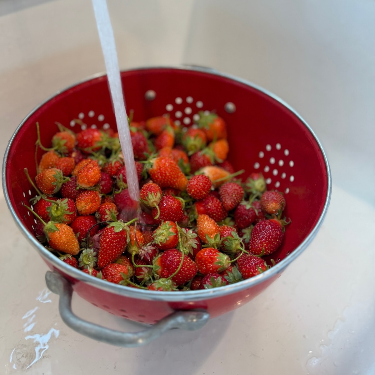 washing fresh strawberries in red collandar