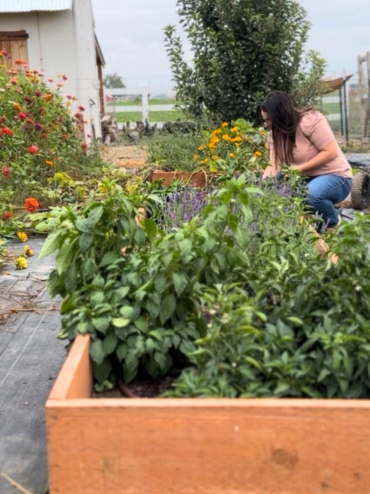 me working in the gardein showing wooden garden box, pepper plants and flowers